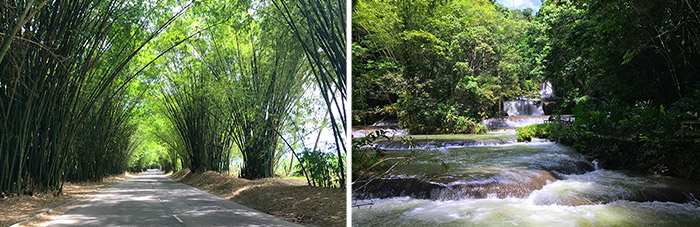 Bamboo Avenue en YS-falls