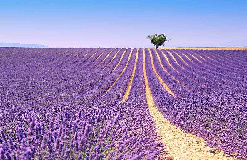 Lavendelvelden Provence