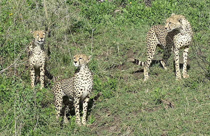 Cheetah familie safari