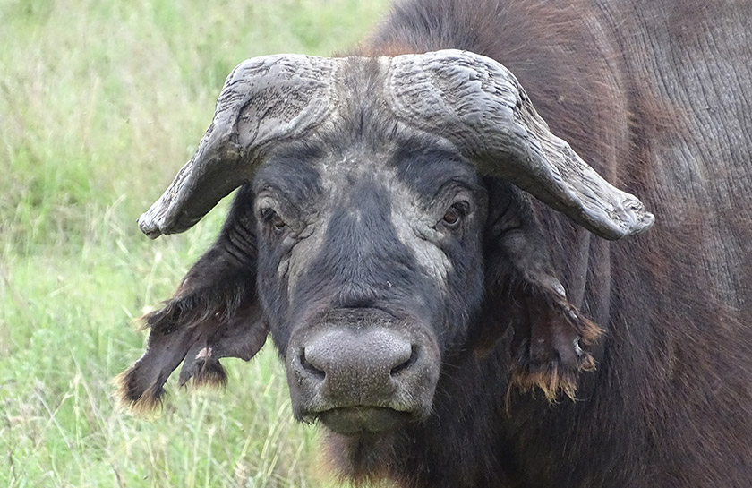 Buffel Tanzania