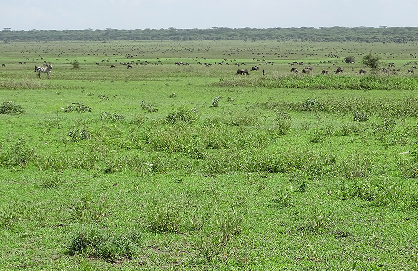 Uitzicht wilde beesten Serengeti