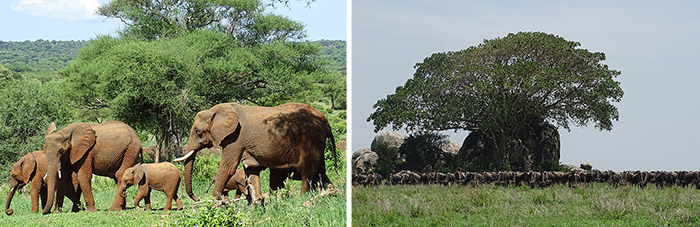 Tarangire National Park Baobab boom