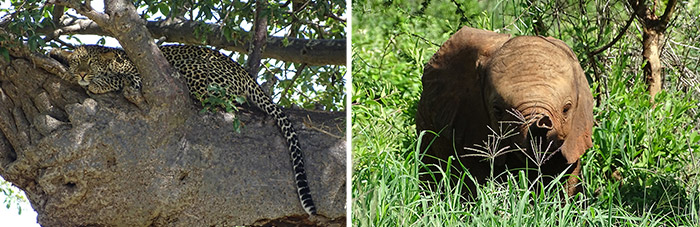 Tarangire National Park luipaard
