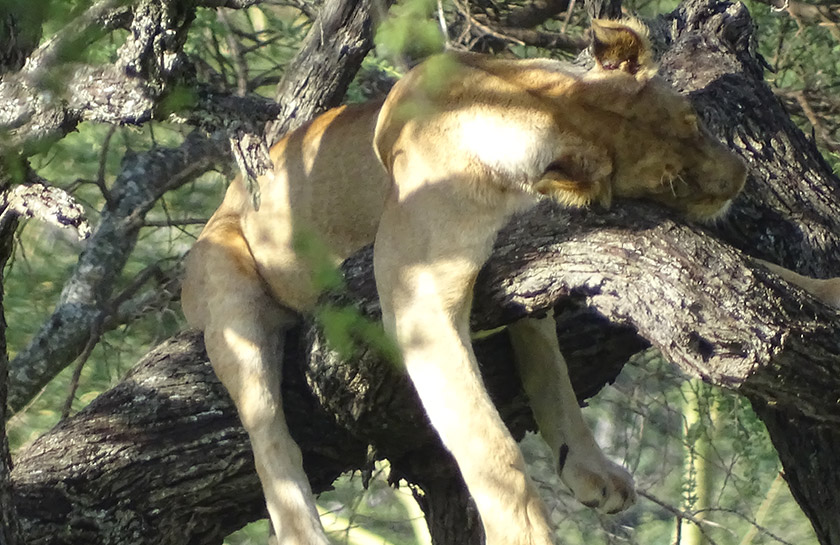 Serengeti Dunia Camp boomklimmende leeuwen