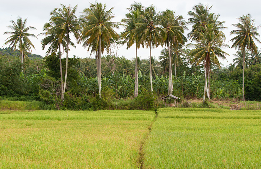 Rijstvelden Koh Yao Noi