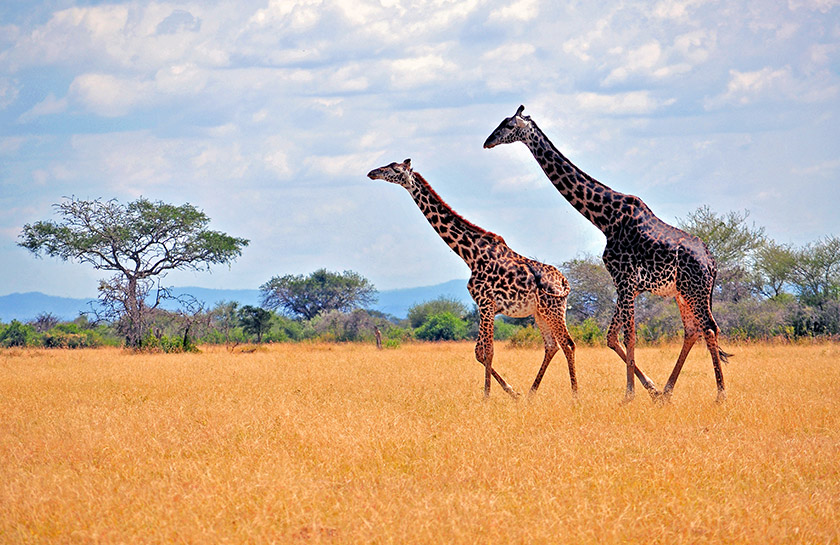 Cruise Zuid-Afrika