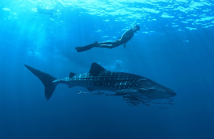 Koh Tao