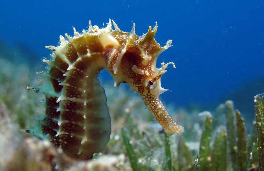 Bonaire