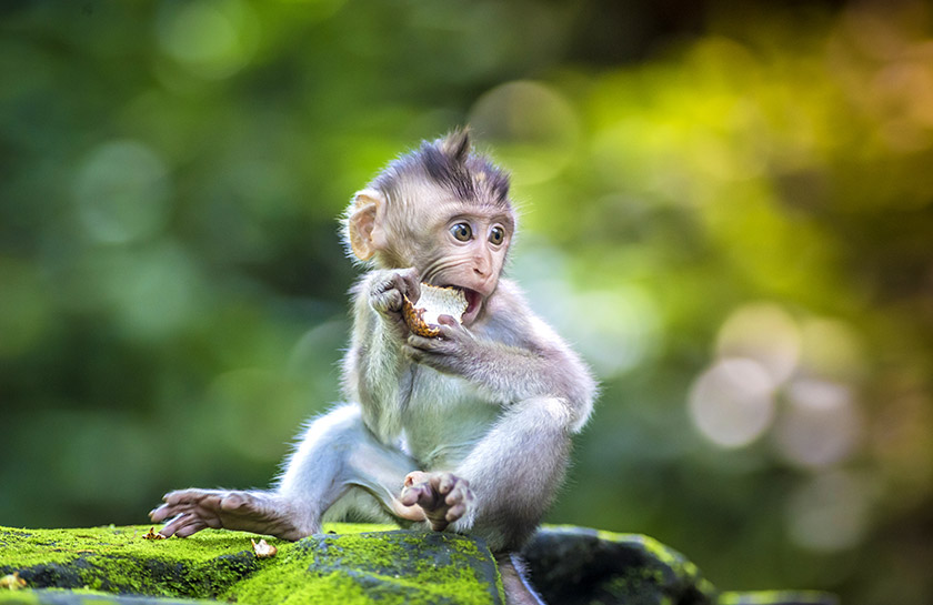 Monkey Forest Bali