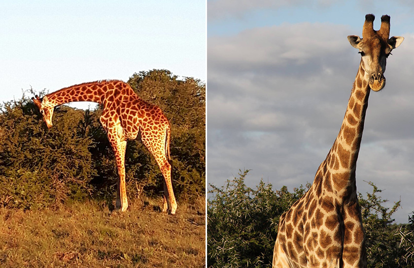 Giraffen Shamwari Game Reserve