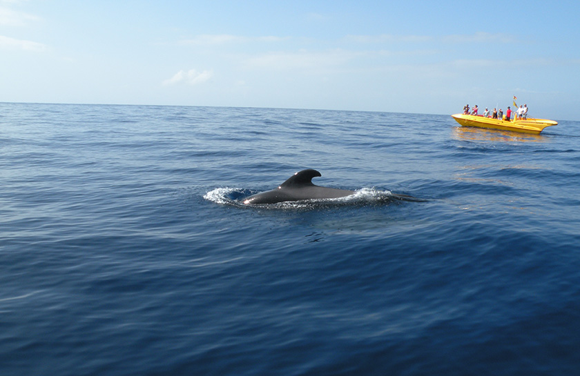 Dolfijnen walvissen Tenerife