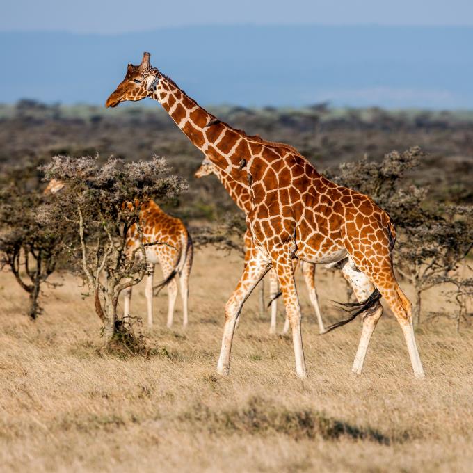 Giraffe in Senegal