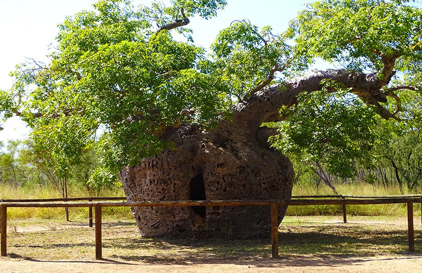 Prison Tree Derby