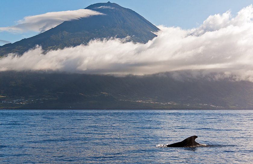 eiland Pico