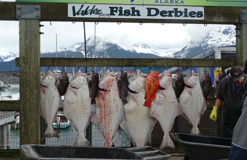 Halibut vis