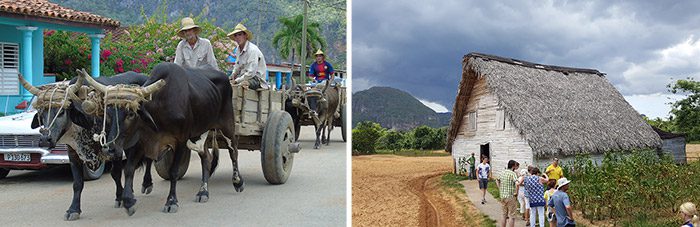 Viñales sigaren