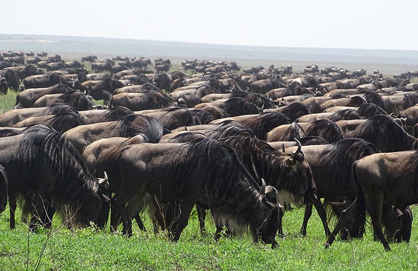 Serengeti wilde beesten Gnoes